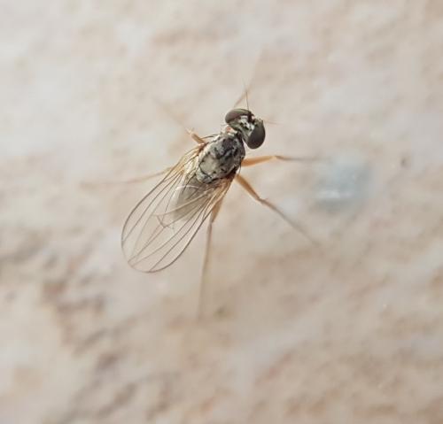Medetera sp.